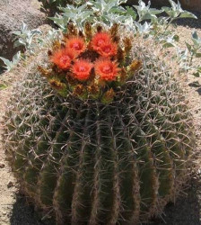 Barrel Cactus