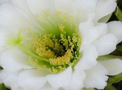 White Cactus