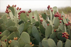 Prickly Pear