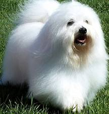 coton de tulear.jpg