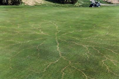 23. Grass After a Lightning                                         Strike...