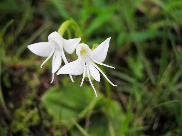 flowers                                                          that look like                                                          something                                                          else