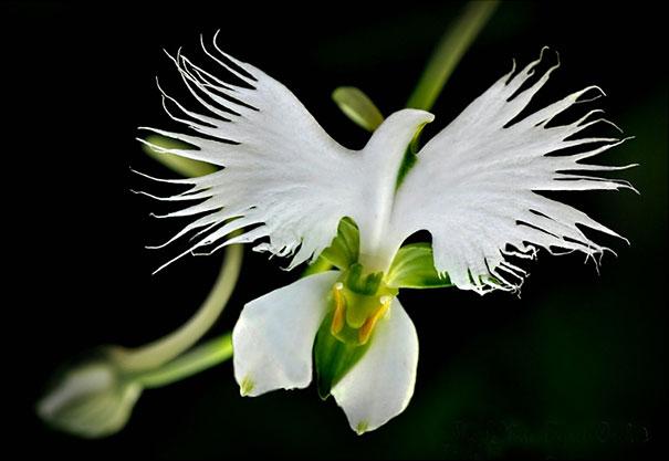 flowers                                                          that look like                                                          something                                                          else