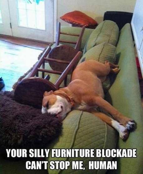 funny dog photos