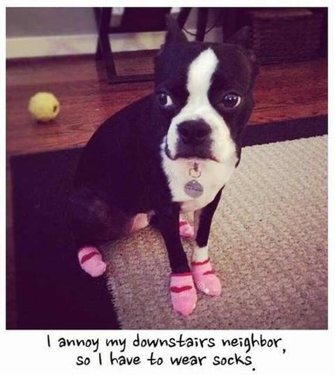 funny dog photos