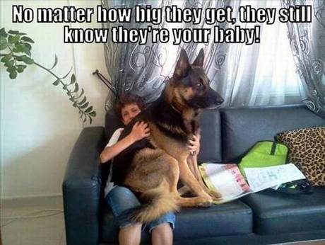 funny dog photos