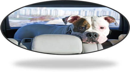 Fears_Car_Rides_Dog_Nov_NFS_MZ_LC