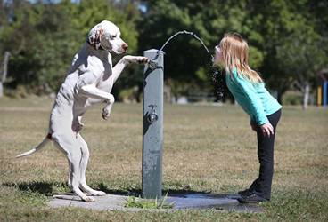 kids and pets