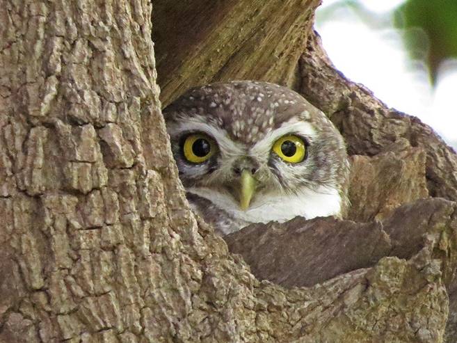 Image may contain: tree, bird and outdoor