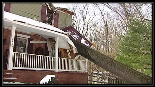 trees on houses